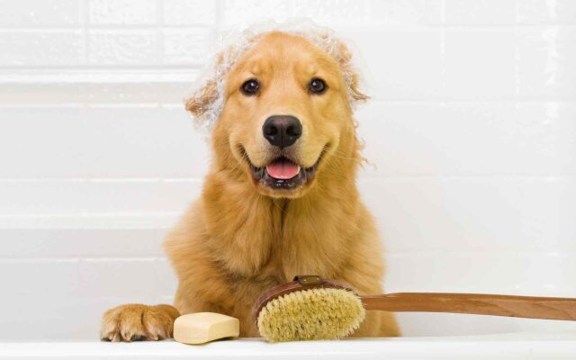 Tips and tricks: Puppy’s First Grooming