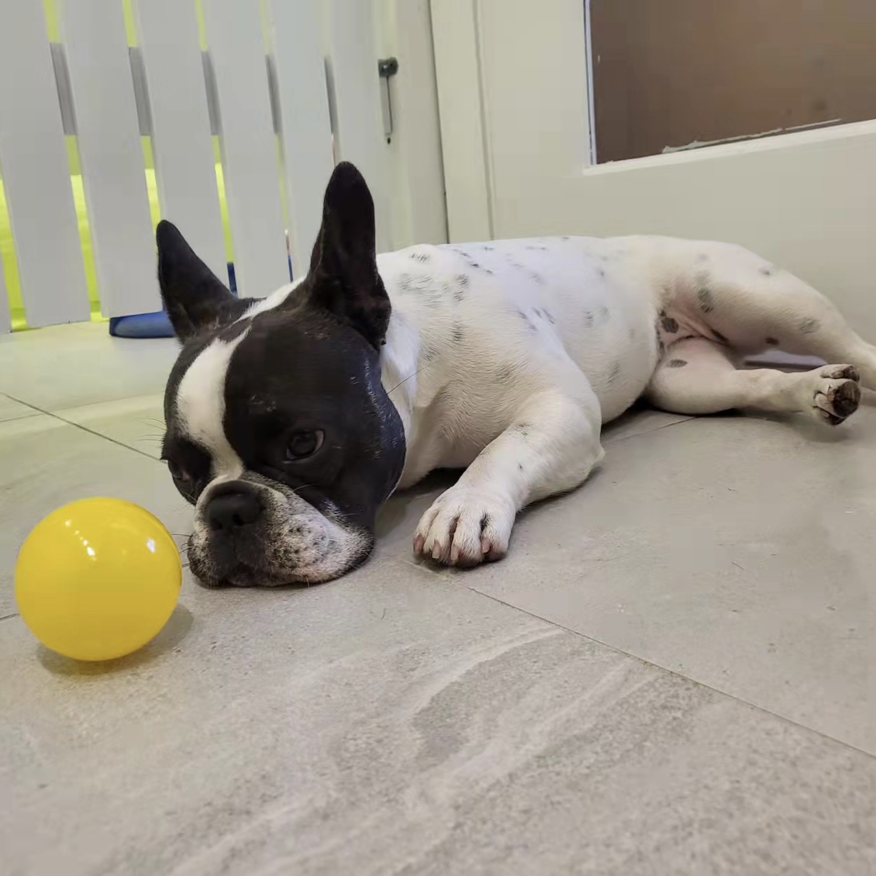 Relaxed dog at boarding