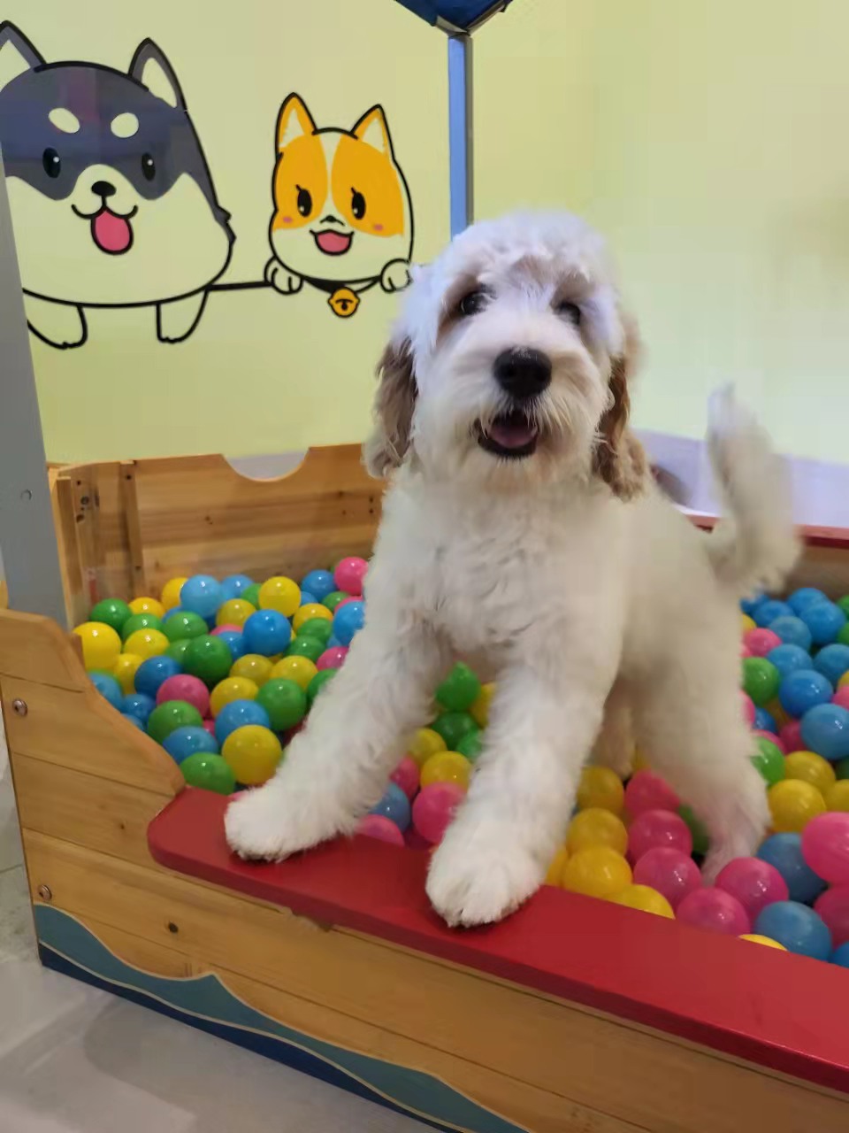 Happy dog at day care