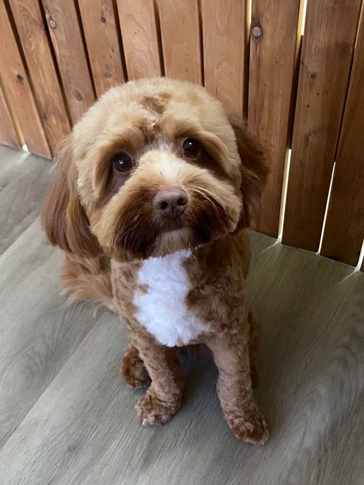 Puppy