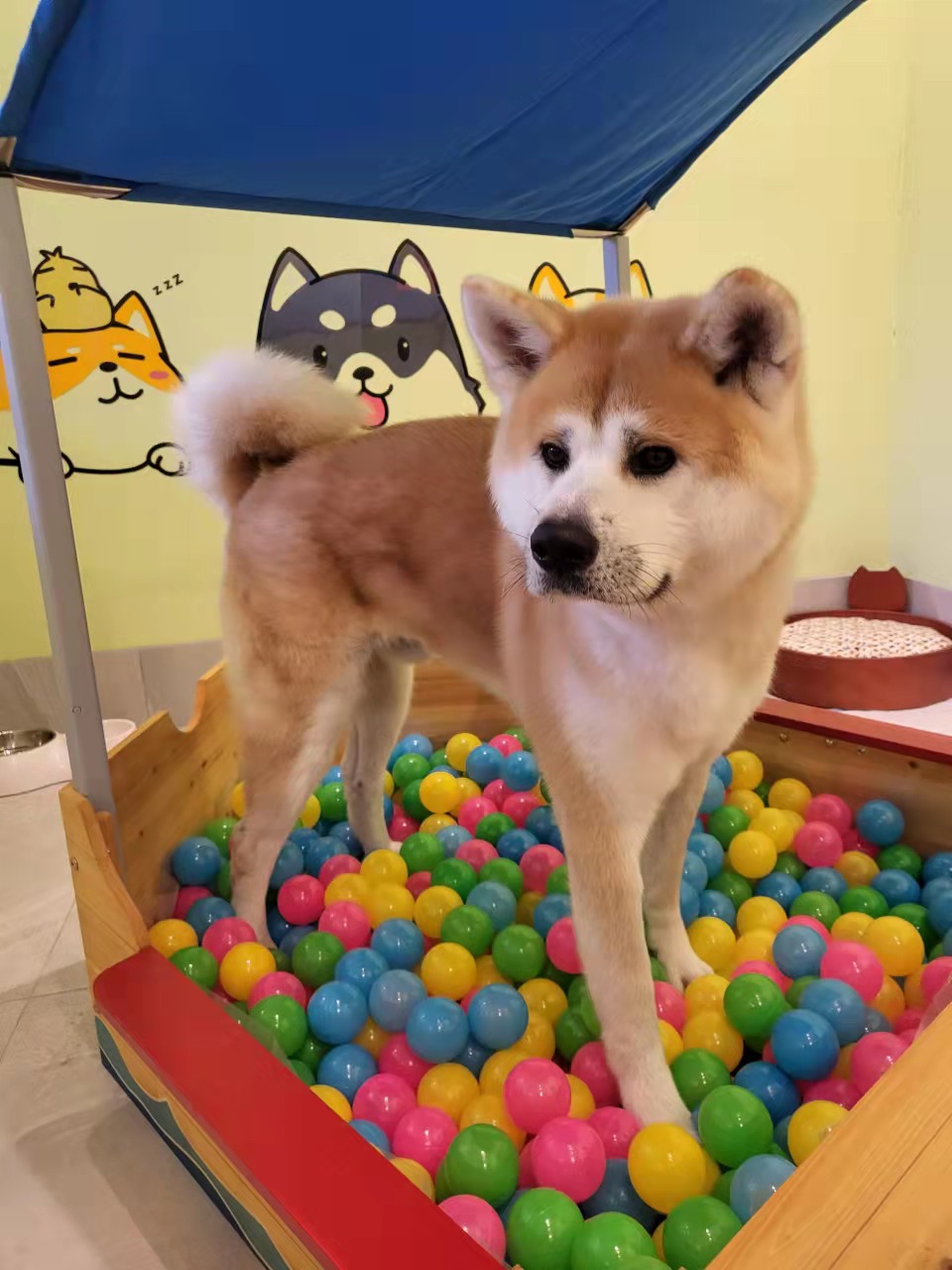 Dog