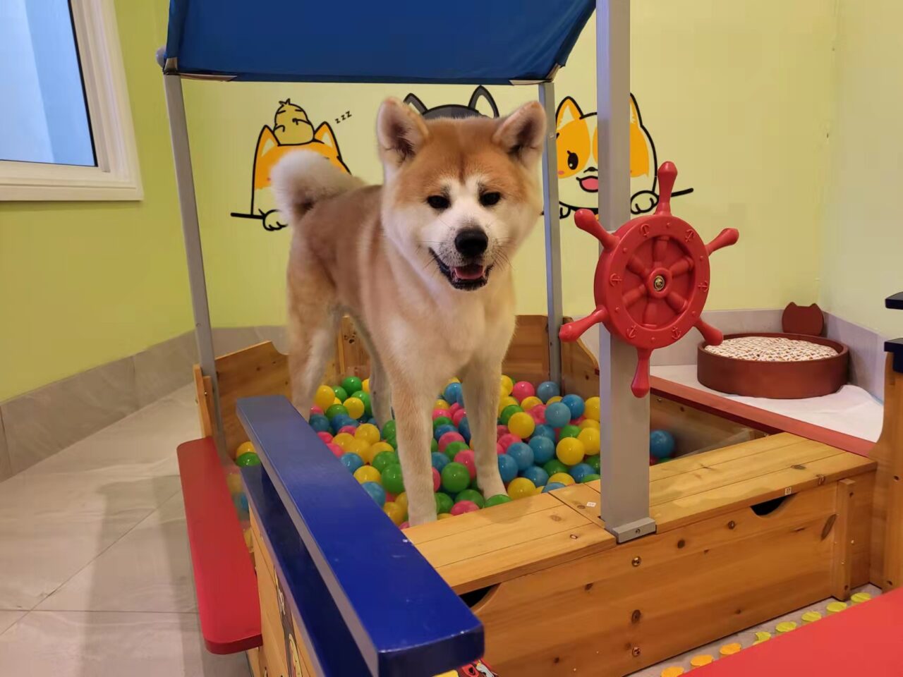 Dogs playing together