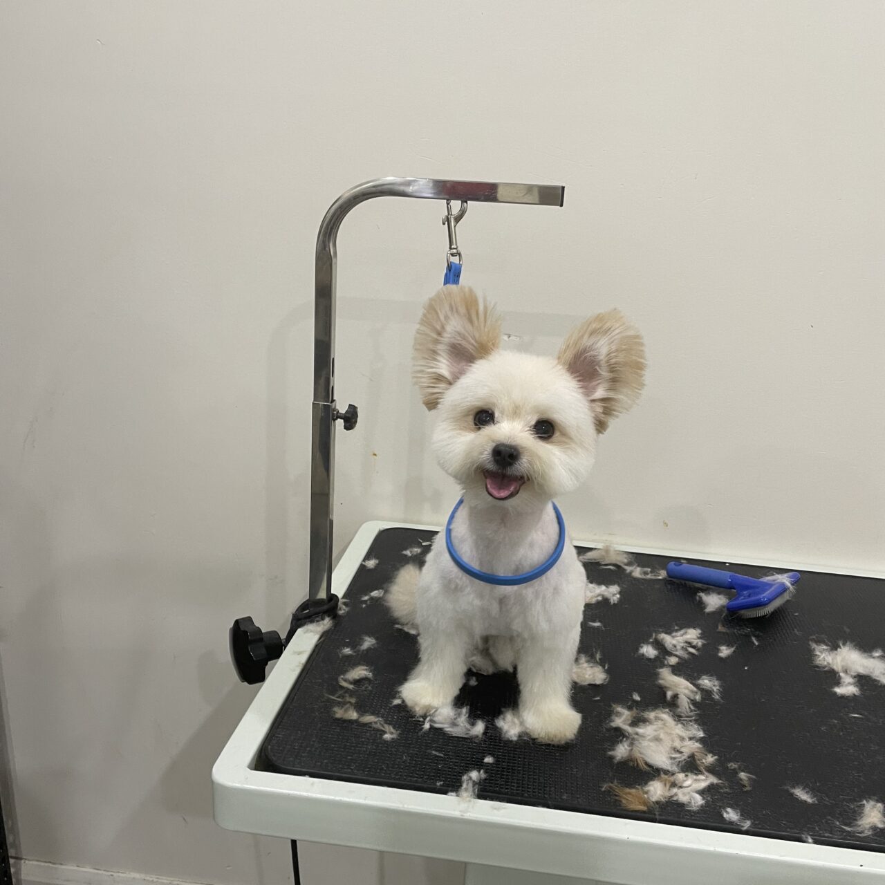 A groomer caring for a dog