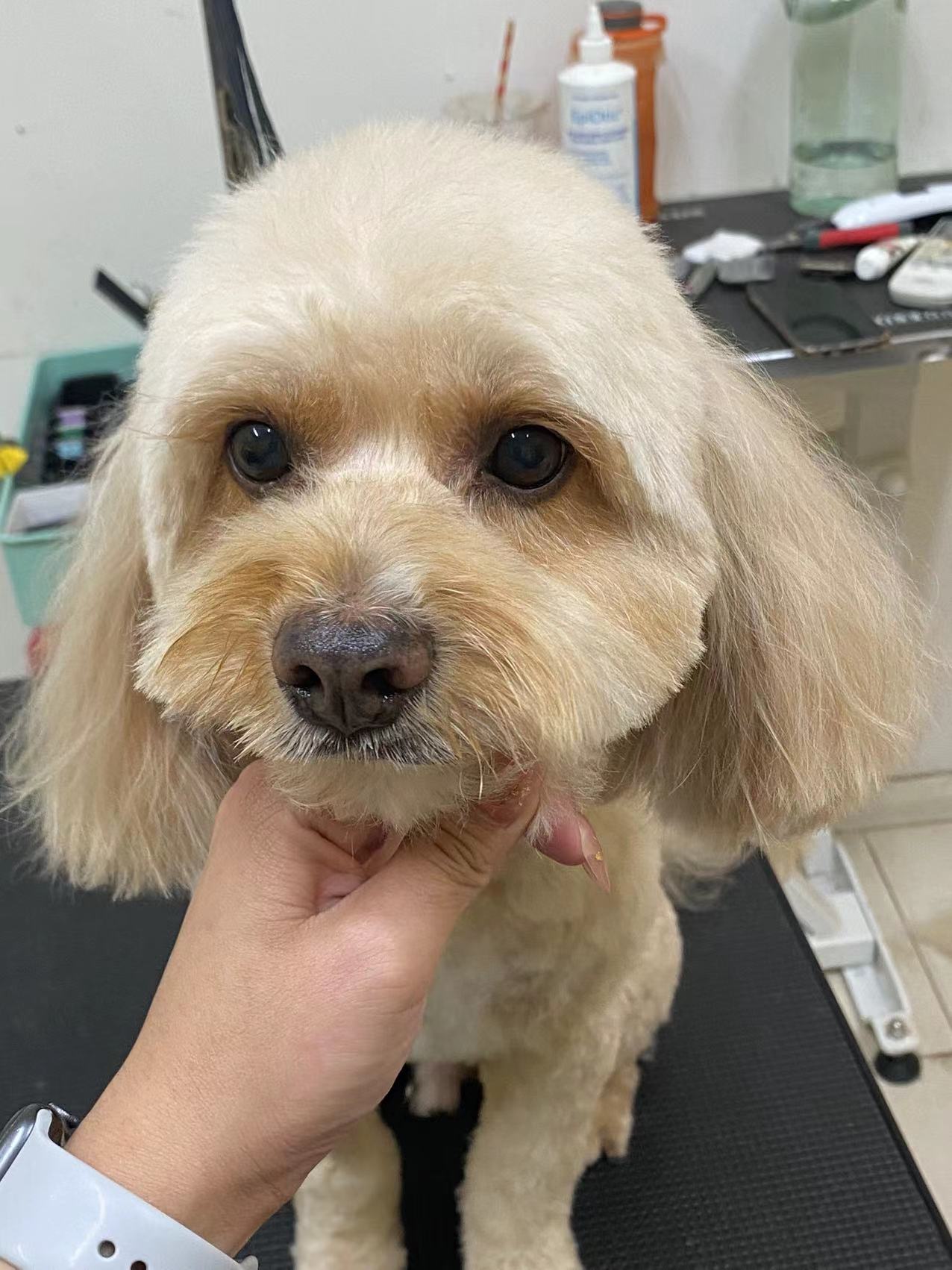 Groomed dog