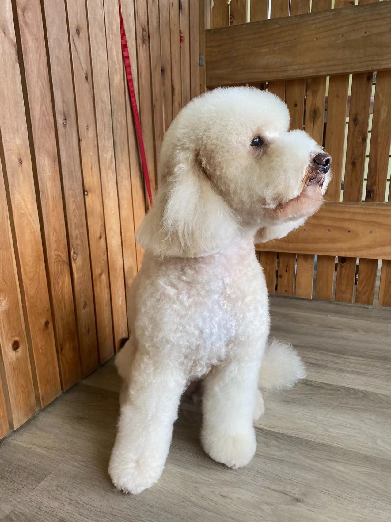 Puppy
