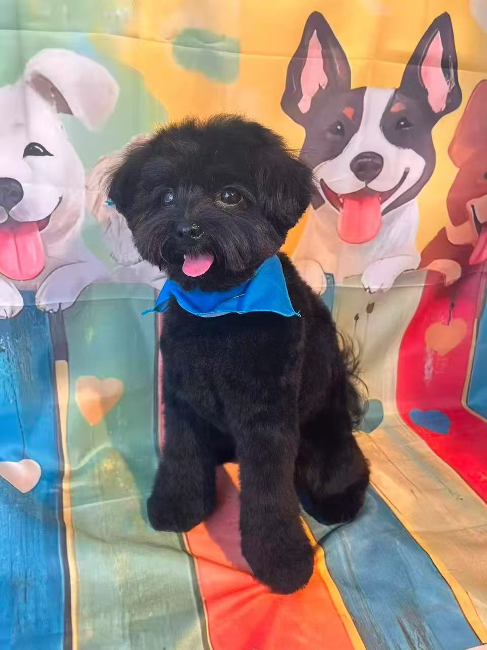 Freshly groomed happy dog