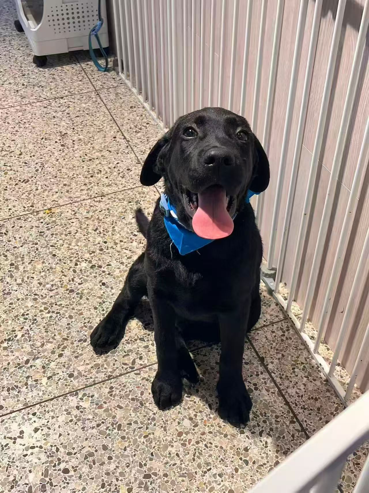 Happy black Labrador at Puppuccino