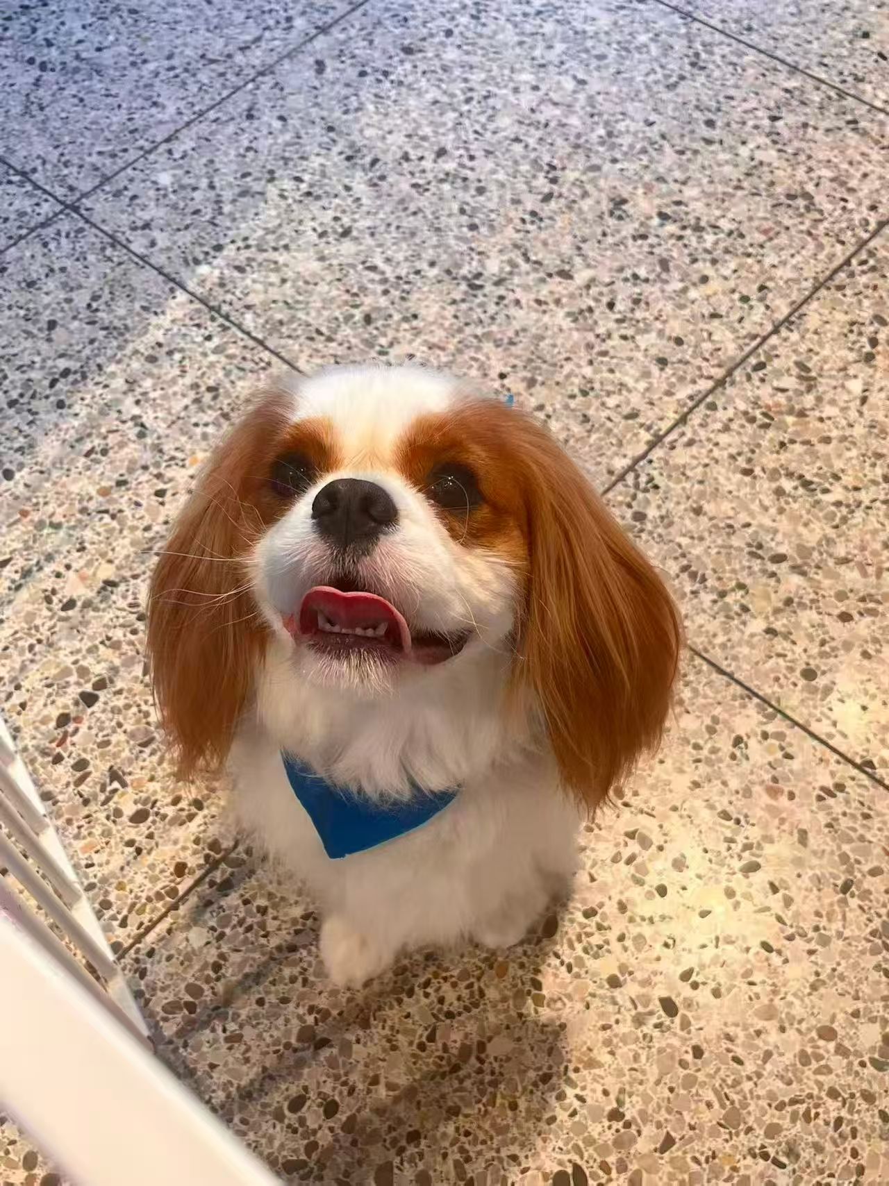 A happy, well-cared-for dog