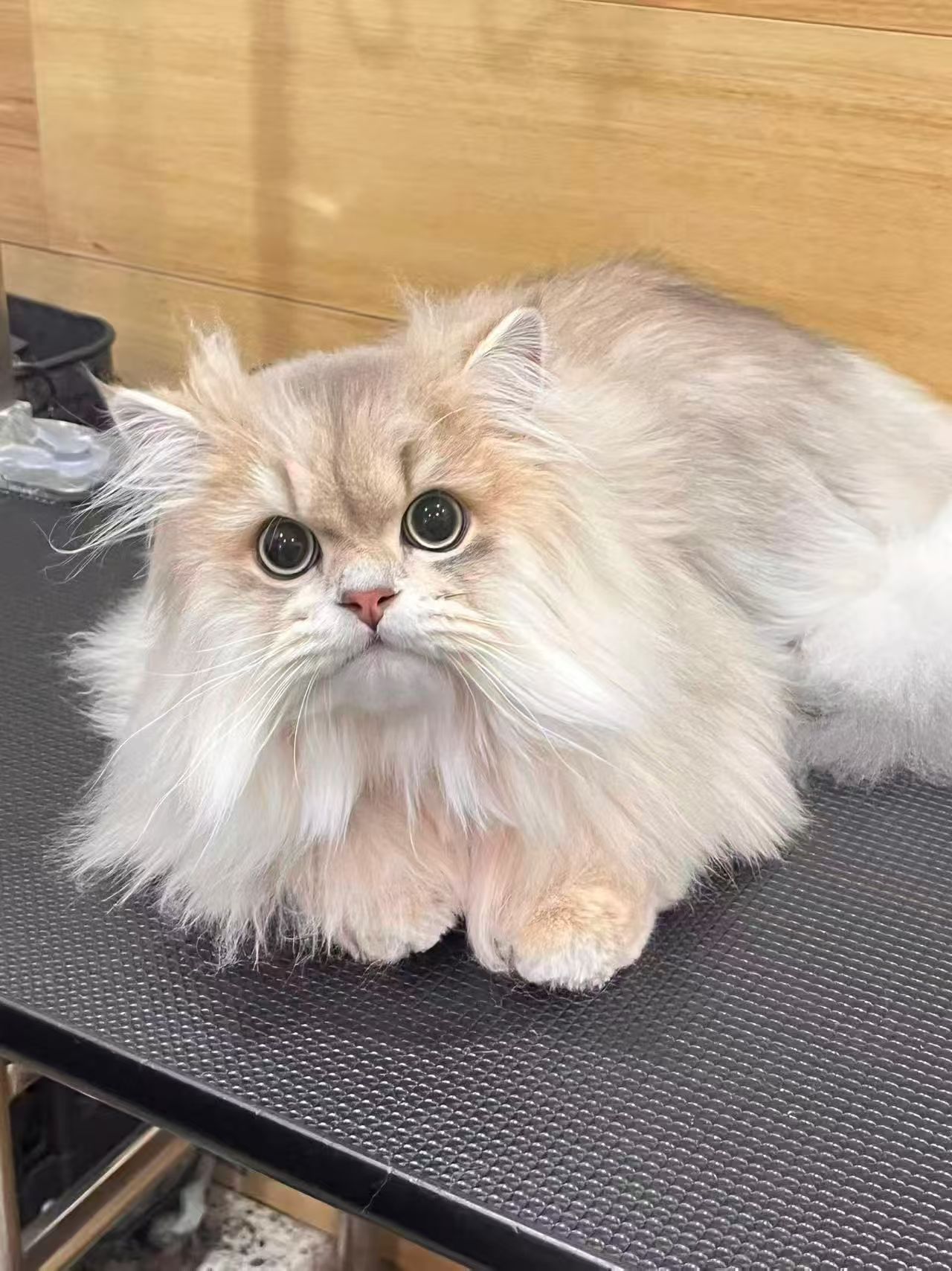 Fluffy Persian cat groomed at Puppuccino