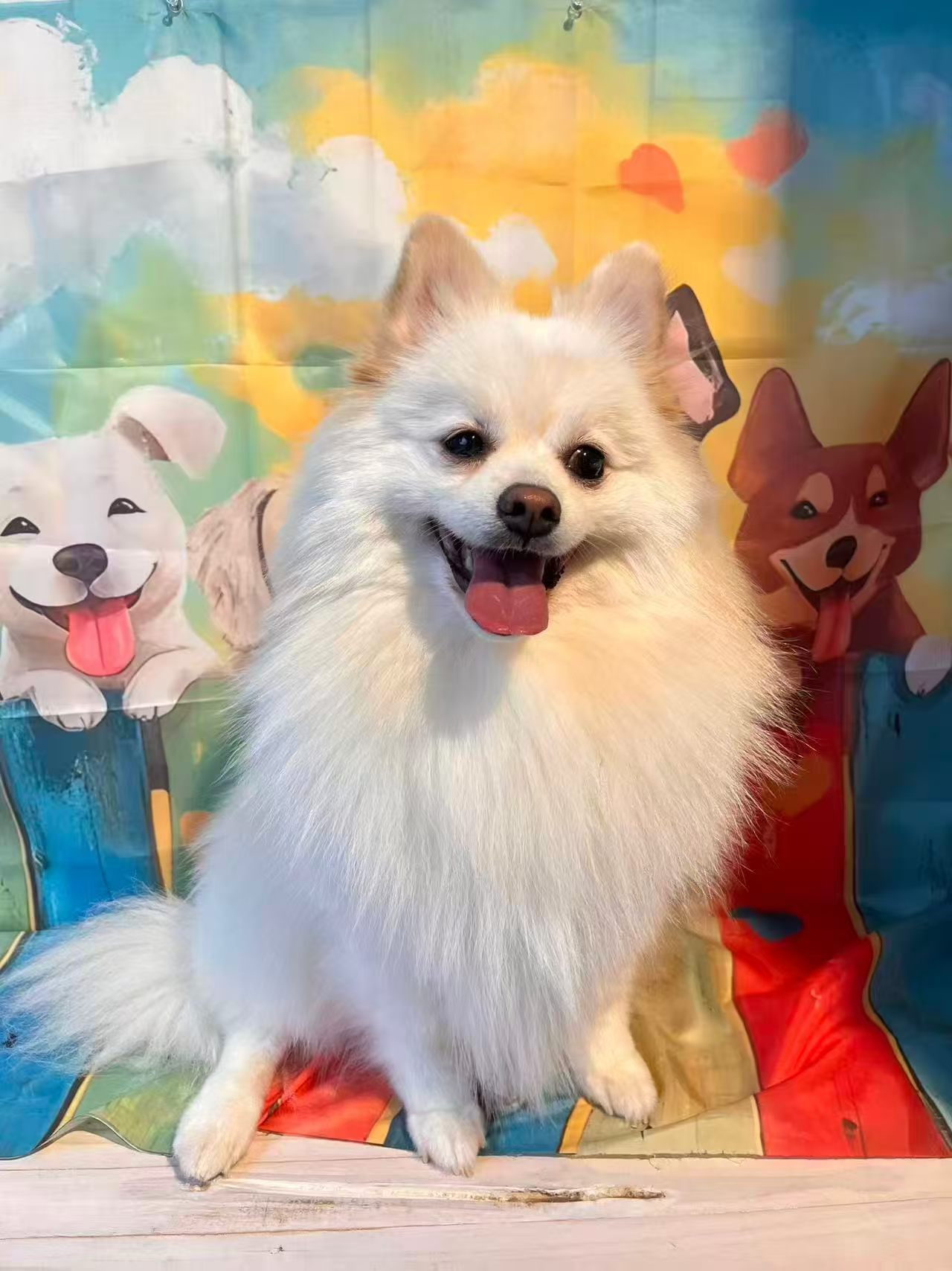 Freshly groomed happy dog