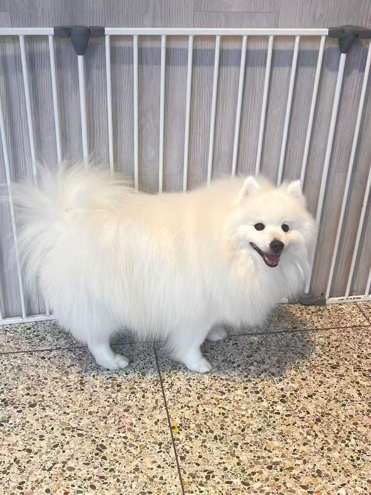 White Pomeranian groomed at Puppuccino